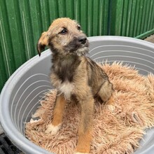 EYWA, Hund, Mischlingshund in Rumänien - Bild 5