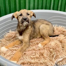 EYWA, Hund, Mischlingshund in Rumänien - Bild 6