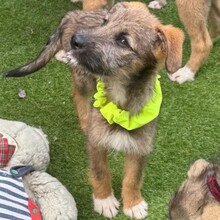 EYWA, Hund, Mischlingshund in Rumänien - Bild 7
