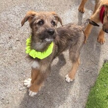EYWA, Hund, Mischlingshund in Rumänien - Bild 8