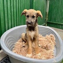 EYWA, Hund, Mischlingshund in Rumänien - Bild 9