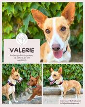 VALERIE, Hund, Podengo Portugues in Brühl - Bild 1