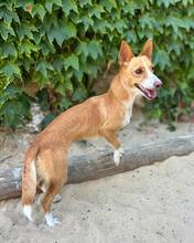 VALERIE, Hund, Podengo Portugues in Brühl - Bild 3