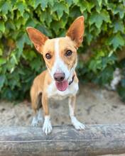 VALERIE, Hund, Podengo Portugues in Brühl - Bild 4