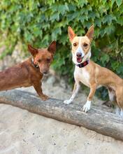 VALERIE, Hund, Podengo Portugues in Brühl - Bild 5
