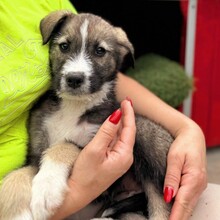ESCO, Hund, Mischlingshund in Rumänien - Bild 10