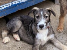 ESCO, Hund, Mischlingshund in Rumänien - Bild 4