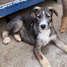 ESCO, Hund, Mischlingshund in Rumänien - Bild 5
