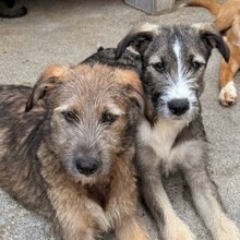 ESCO, Hund, Mischlingshund in Rumänien - Bild 7