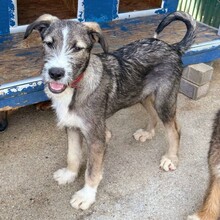 ESCO, Hund, Mischlingshund in Rumänien - Bild 8