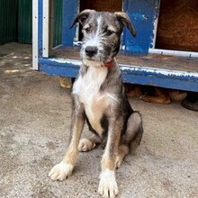 ESCO, Hund, Mischlingshund in Rumänien - Bild 9