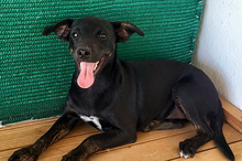 PIPPA, Hund, Mischlingshund in Spanien - Bild 1