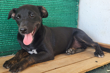 PIPPA, Hund, Mischlingshund in Spanien - Bild 2