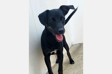 PIPPA, Hund, Mischlingshund in Spanien - Bild 3