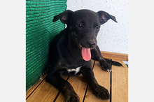PIPPA, Hund, Mischlingshund in Spanien - Bild 4