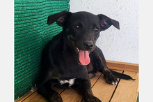PIPPA, Hund, Mischlingshund in Spanien - Bild 5
