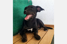 PIPPA, Hund, Mischlingshund in Spanien - Bild 6