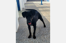 PIPPA, Hund, Mischlingshund in Spanien - Bild 7