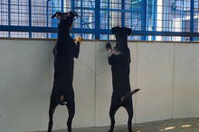 PIPPA, Hund, Mischlingshund in Spanien - Bild 8
