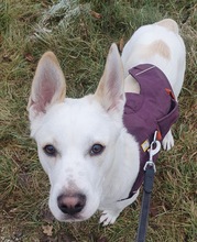 NEBLINA, Hund, Mischlingshund in Ingolstadt - Bild 1