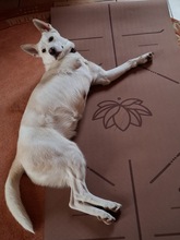 NEBLINA, Hund, Mischlingshund in Ingolstadt - Bild 2