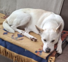 NEBLINA, Hund, Mischlingshund in Ingolstadt - Bild 3