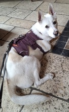 NEBLINA, Hund, Mischlingshund in Ingolstadt - Bild 4
