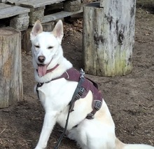 NEBLINA, Hund, Mischlingshund in Ingolstadt - Bild 6