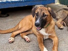 LAICA, Hund, Mischlingshund in Rumänien - Bild 10