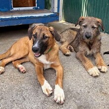 LAICA, Hund, Mischlingshund in Rumänien - Bild 5