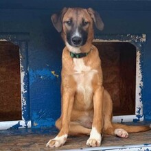 LAICA, Hund, Mischlingshund in Rumänien - Bild 6