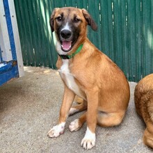 LAICA, Hund, Mischlingshund in Rumänien - Bild 7