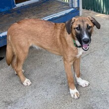LAICA, Hund, Mischlingshund in Rumänien - Bild 8