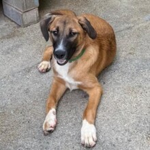 LAICA, Hund, Mischlingshund in Rumänien - Bild 9