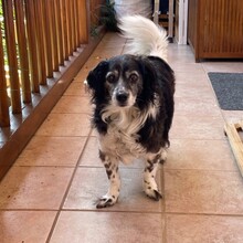 LITTLE, Hund, Mischlingshund in Bad Griesbach - Bild 1