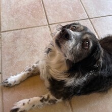 LITTLE, Hund, Mischlingshund in Bad Griesbach - Bild 2