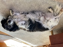 LITTLE, Hund, Mischlingshund in Bad Griesbach - Bild 3