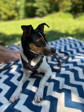 PACO, Hund, Bodeguero Andaluz in München - Bild 1