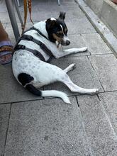 PACO, Hund, Bodeguero Andaluz in München - Bild 2