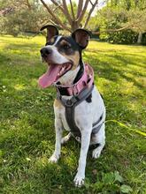 PACO, Hund, Bodeguero Andaluz in München - Bild 3