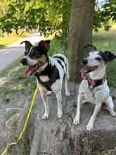 PACO, Hund, Bodeguero Andaluz in München - Bild 4