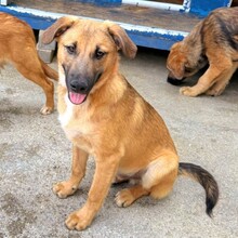 LOYD, Hund, Mischlingshund in Rumänien - Bild 10