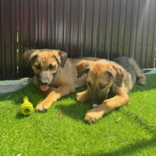 LOYD, Hund, Mischlingshund in Rumänien - Bild 4