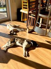 COOKIE, Hund, Mischlingshund in Ovelgönne - Bild 2