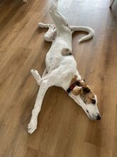 COOKIE, Hund, Mischlingshund in Ovelgönne - Bild 3