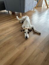 COOKIE, Hund, Mischlingshund in Ovelgönne - Bild 4