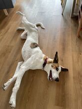 COOKIE, Hund, Mischlingshund in Ovelgönne - Bild 5