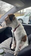 COOKIE, Hund, Mischlingshund in Ovelgönne - Bild 6