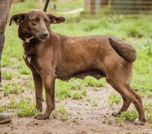 CHOGITOCSILLO, Hund, Mischlingshündin in Ungarn - Bild 1