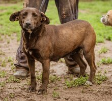 CHOGITOCSILLO, Hund, Mischlingshündin in Ungarn - Bild 2